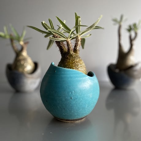 Gracilius  ×  Shelly pot 「Turquoise blue」 - 笠間焼 - C55