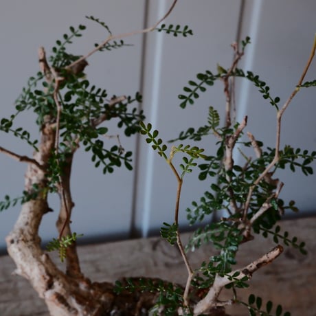 オペルクリカリア パキプス φ 14cm［No.09］  ×   與那嶺大輔 作 「琉球飛鉋」5号 植木鉢