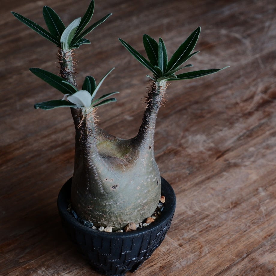 637b172d4292bf5301dd0b5f