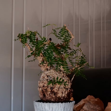 オペルクリカリア パキプス φ 13cm［No.03］  ×   根本峻吾 作 S.N POT  type.slim「 月光ノ爪牙 」 5号 植木鉢 笠間焼