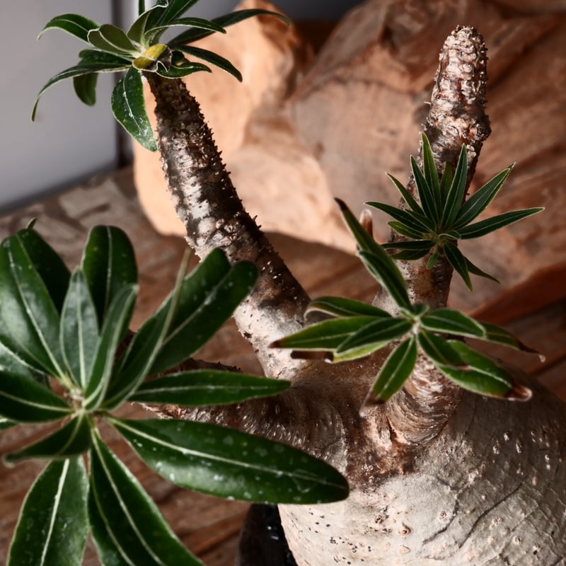 グラキリス φ8cm - 象牙宮 - ［No.30］ × 沼野秀章 作「 black w