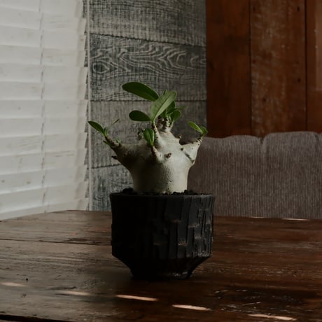 《超人》アデニウム アラビカム " スーパードワーフ " φ6cm［No.10］  ×   沼野秀章 作「 black wrap 」3号 植木鉢 笠間焼