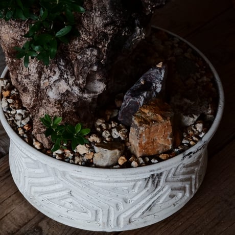 Old Olive 古木オリーブ［No.06］× 根本峻吾 作品【 S.N POT type.slim-low「月光ノ鐵」10号 】φ30cm 植木鉢