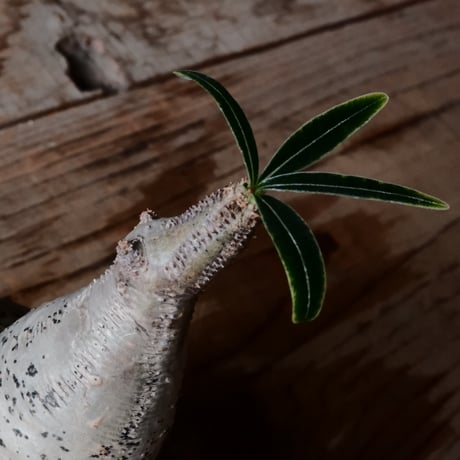 二頭グラキリス φ8cm - 象牙宮 -［No.122］  × 磯部祐介 作「 匣 - kou -」3号 植木鉢 笠間焼