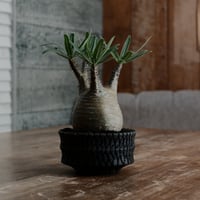 グラキリス - 象牙宮 -［No.197］  × 沖誠 作「 Bark 」 筒型 3号 植木鉢 笠間焼