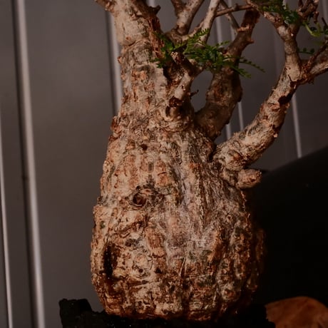 オペルクリカリア パキプス φ10cm［No.17］  ×   根本峻吾 作 S.N POT type.slim「 雷電 」 4号 植木鉢