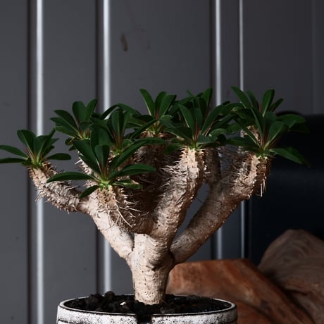ユーフォルビア ギラウミニアナ 輸入株 発根済［No.2］  × 根本峻吾 作品【 S.N POT type.cylinder「 雷電 / 月光 ver. 」4号 】笠間焼 植木鉢
