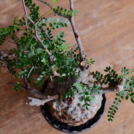 オペルクリカリア パキプス φ9.5cm［No.32］  ×   根本峻吾 作 S.N POT type.slim「 鐡 - 黒焔 - 」4号 植木鉢 笠間焼