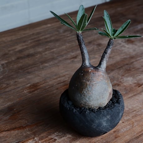 グラキリス - 象牙宮 -［No.144］  ×   沼野秀章 特別作品「 black wrap "手捻り ver. " 」3号 植木鉢 笠間焼