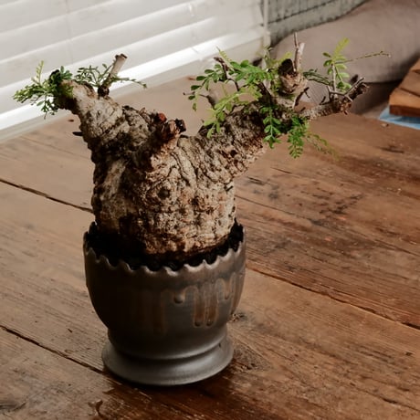 オペルクリカリア パキプス φ11cm［No.10］  ×    根本峻吾 作 S.N POT type.round「 黒焔 」 4号 植木鉢