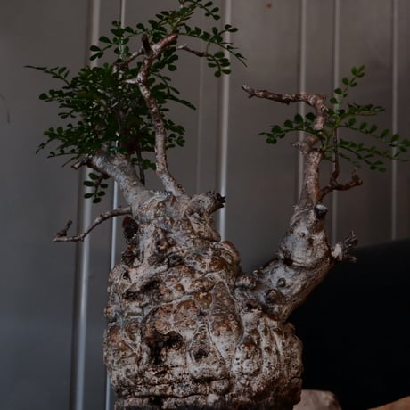 オペルクリカリア パキプス φ 9.5cm［No.6］  × 沖誠 作「Bark / upper spread」 3号 植木鉢 笠間焼