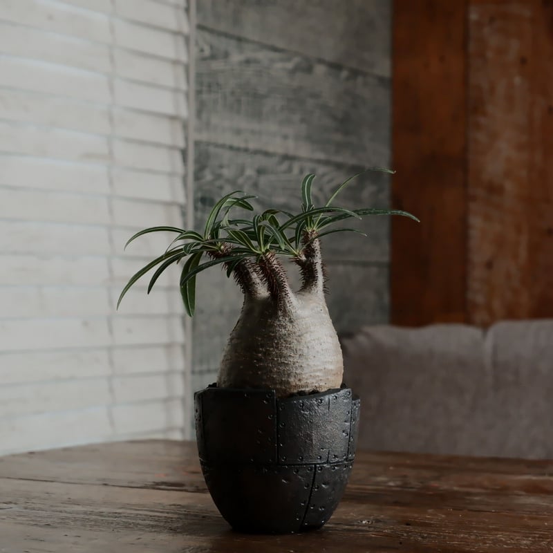 沖誠Rivet リベット pot 未使用植木鉢