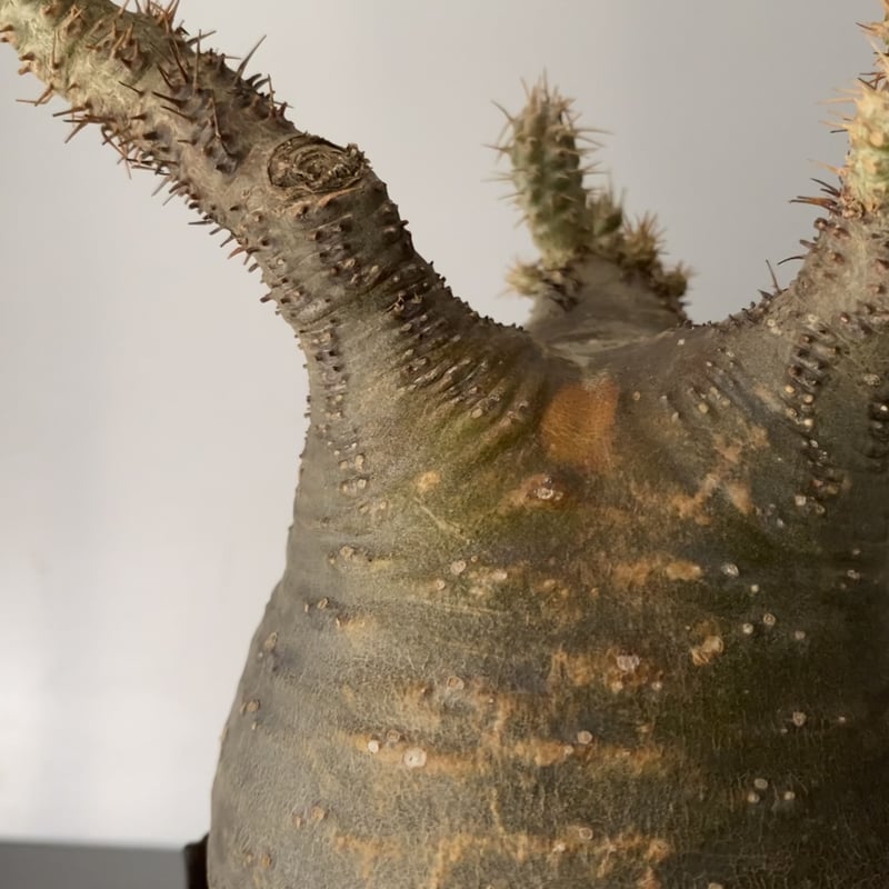 グラキリス 丸型 Amazon.co.jp: TENDOBOTANICAL GURAMARU グラ丸 グラキリス