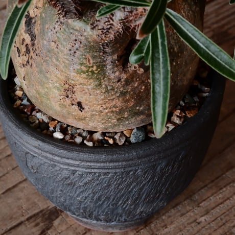 グラキリス φ9cm - 象牙宮 -［No.55］  ×    與那嶺大輔 作 「琉球飛び鉋」3号 植木鉢