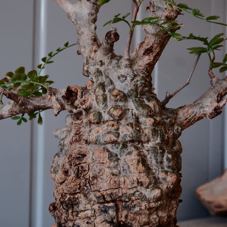 オペルクリカリア パキプス φ 7.5cm［No.08］  ×   沼野秀章 作「 刻ム音 」3号 植木鉢 笠間焼