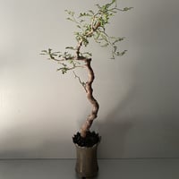 発根済 モンストローサ MO-07  × S.N.Pot " 長鉢"- crown - 4号鉢 ［作家  "根本峻吾"］
