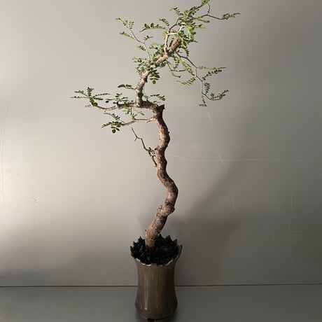 発根済 モンストローサ MO-07  × S.N.Pot " 長鉢"- crown - 4号鉢 ［作家  "根本峻吾"］