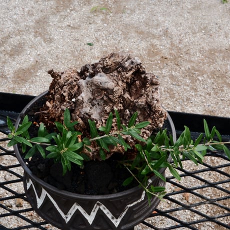 Old Olive 古木オリーブ［No.01］× 根本峻吾 作品【 S.N POT type.slim - low「 迅雷 」φ25cm 】植木鉢  笠間焼