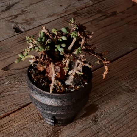 ケラリア ピグマエア［No.78］  × 沼野秀章 作品【  Black Wrap 】3号 植木鉢 笠間焼