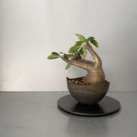 発根済 魔界玉 マカイエンセ BG-208 × S.N.Pot "丸"- wave - 5号鉢 ［作家  "根本峻吾"］