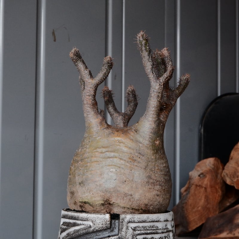 グラキリス φ10cm - 象牙宮- ［No.81］ × 根本峻吾 作 S.N POT