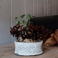 【低木】ペラルゴニウム ミラビレ［No.06］  ×   根本峻吾 作 S.N POT type.slim low「 月光ノ鐵」 6号 浅鉢 植木鉢