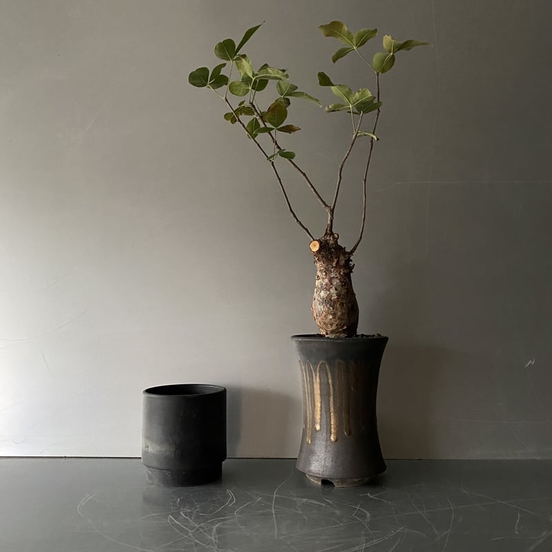 発根済 コミフォラ オルビクラリス SN-19 × S.N.Pot 発根済 コミフォラ オルビクラリス SN-19 × S.N.Pot