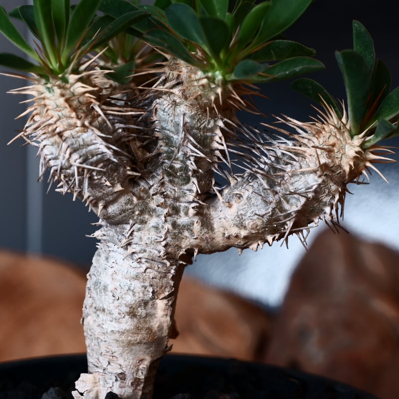 ユーフォルビア ギラウミニアナ 輸入株［No.47］ 4号鉢 | Botanical Holic