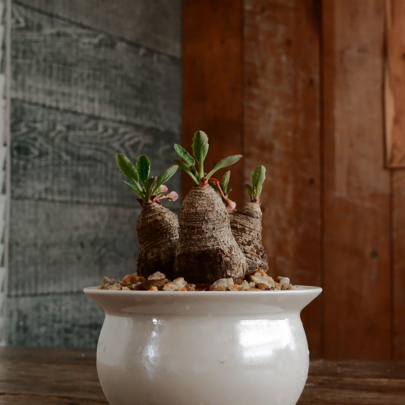 ユーフォルビア ラバティ［No.61］ × 坂本新 作 「 LUSTER OVERGL