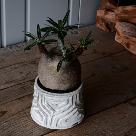 グラキリス φ10cm  - 象牙宮- ［No.35］  ×   根本峻吾 作 S.N POT type.cylinder「 月光ノ鐵」3.5号 植木鉢 笠間焼