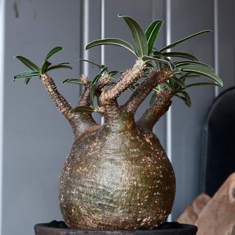 グラキリス φ9.5cm - 象牙宮 - ［No.40］  ×   沼野秀章 作「 black wrap 」3号 植木鉢 笠間焼