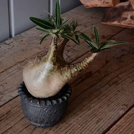 グラキリス φ8cm - 象牙宮 -［No.53］  ×    與那嶺大輔 作 「琉球飛び鉋」3号 植木鉢