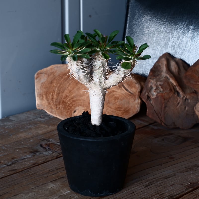 ユーフォルビア ギラウミニアナ 輸入株［No.43］ 3.5号鉢