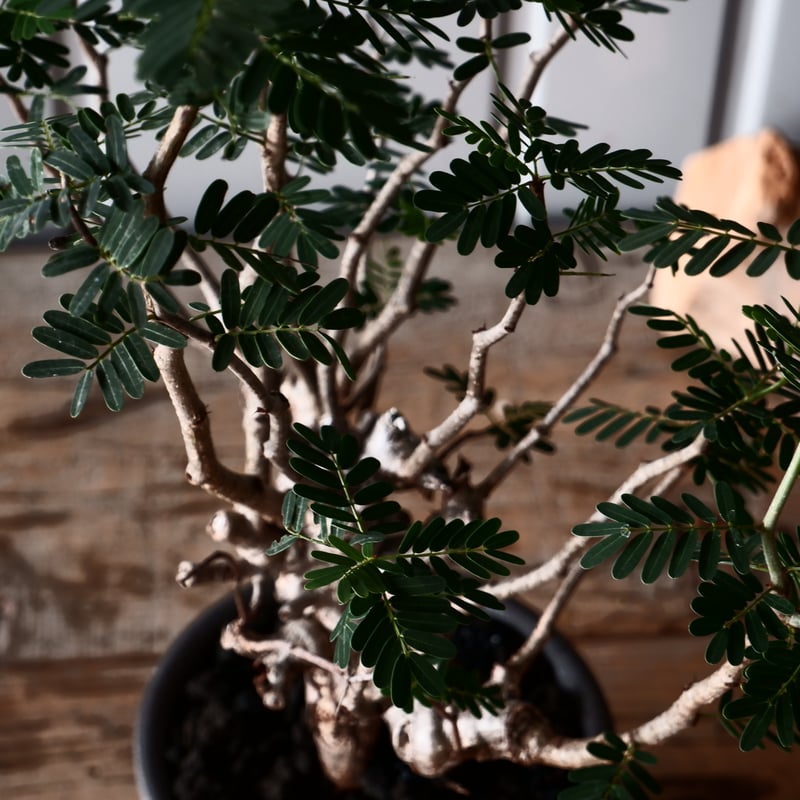 センナ メリディオナリス 輸入株［No.35］ × 與那嶺大輔 作