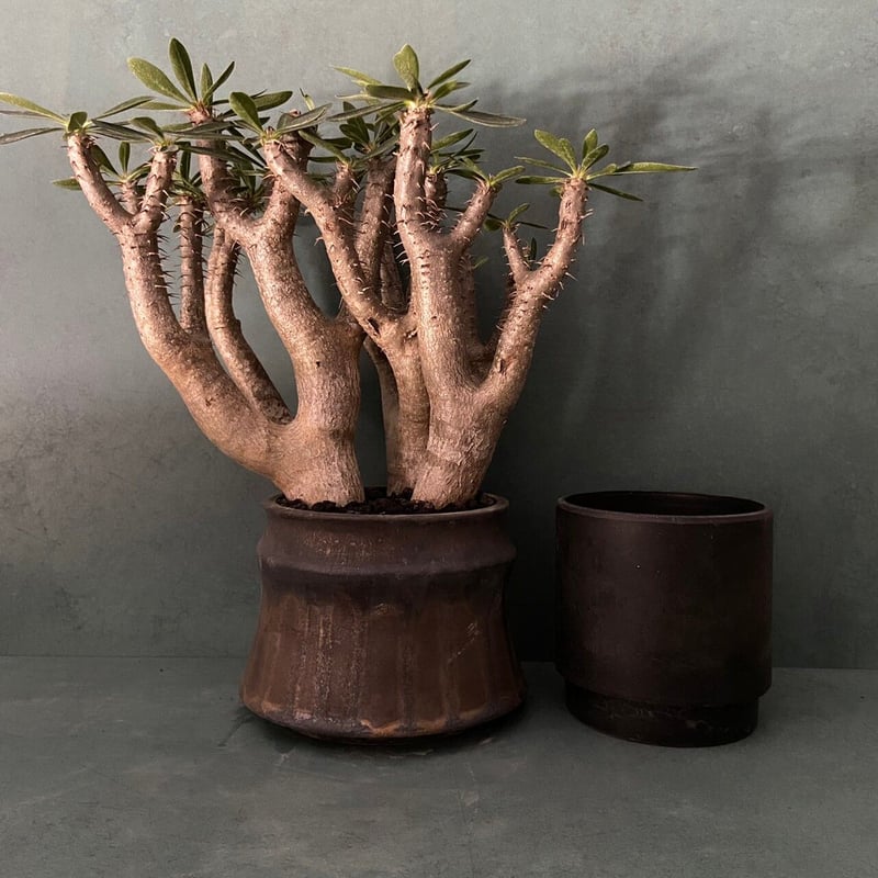 発根済 ブレビカリックス BB-06 × S.N.Pot 