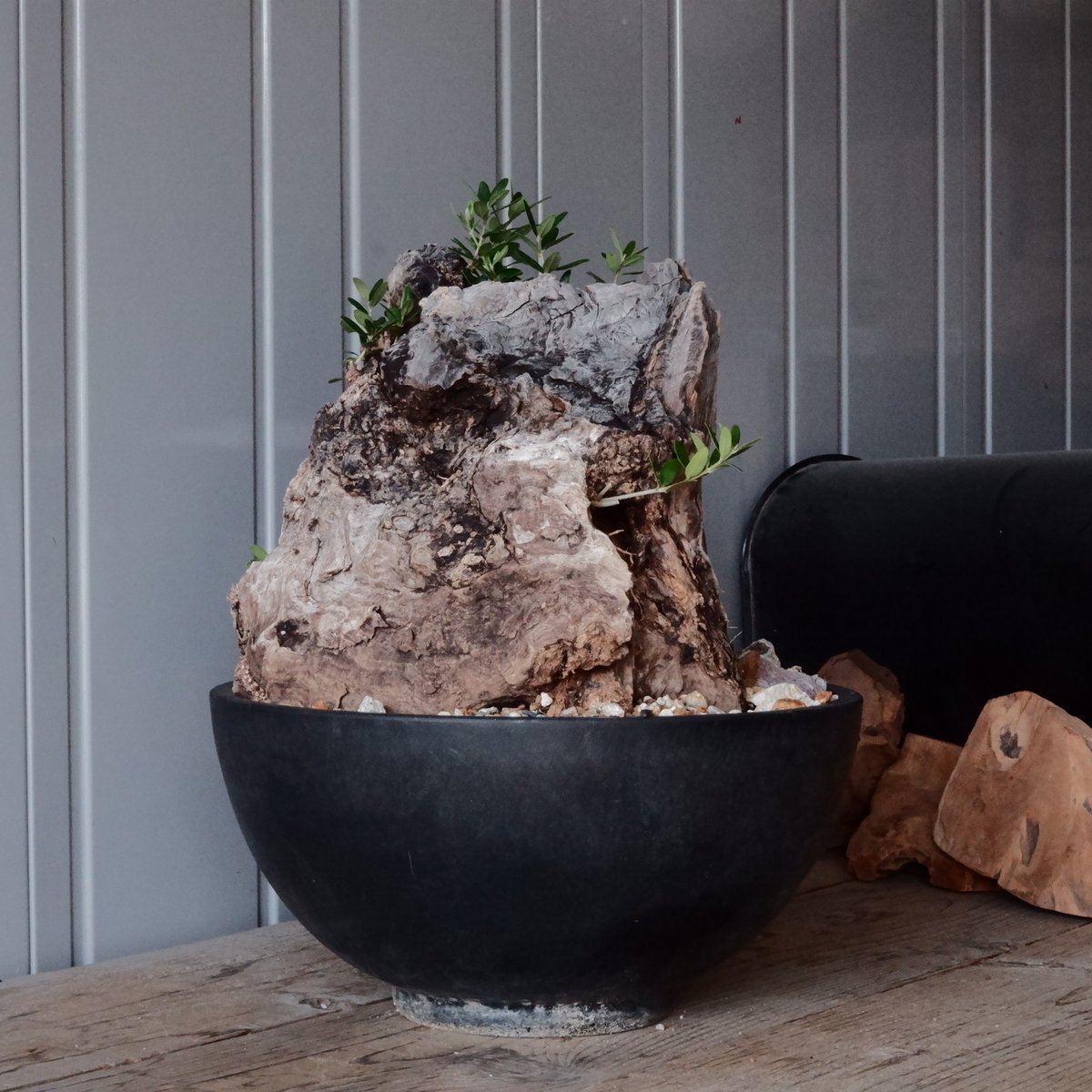 超貴重 特大 オリーブの古木 神々しさあふれる 溝付き約54.5cm 苦く