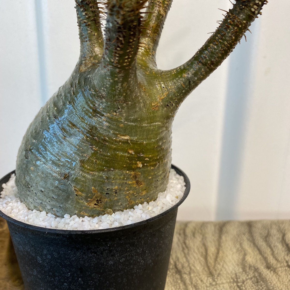 パキポディウム・グラキリス　現地球 　発根済み　陶器鉢付き 植物×鉢] パキポディウム グラキリス 発根済 現地球 × tig9 陶器