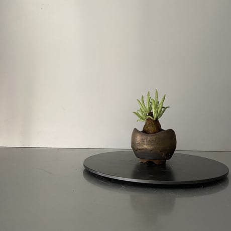 発根済  チレコドン ペアルソニー PE-02 × S.N.Pot "丸"- wave - 2号鉢 ［作家  "根本峻吾"］