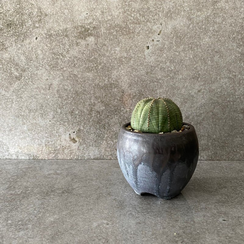 ユーフォルビア・オベサ　まん丸　イタリア輸入株　南部鉄器植木鉢付き ユーフォルビア・オベサ まん丸 イタリア輸入株 南部鉄器植木鉢