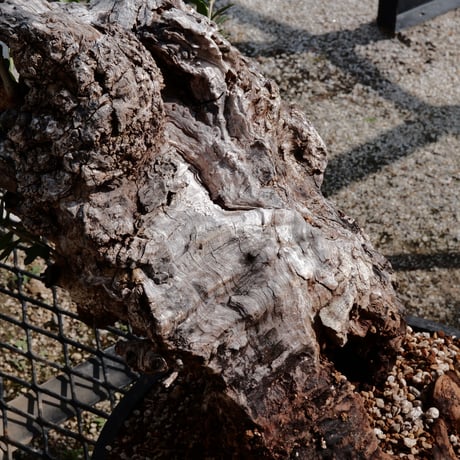 Old Olive 古木オリーブ［No.04］× 10号皿鉢 (φ30cm)