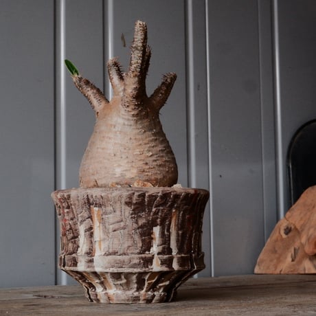 グラキリス φ8.5cm - 象牙宮 -［No.69］  ×   沼野秀章 作「 刻ム音 」3.5号 植木鉢 笠間焼