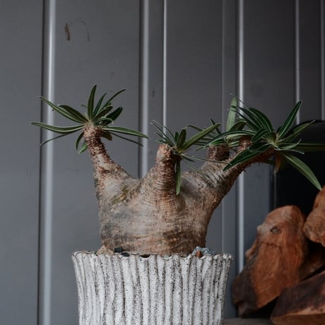 グラキリス φ7.5cm  - 象牙宮- ［No.78］  ×   根本峻吾 作 S.N POT type.slim「 月光ノ爪牙」3.5号 植木鉢 笠間焼