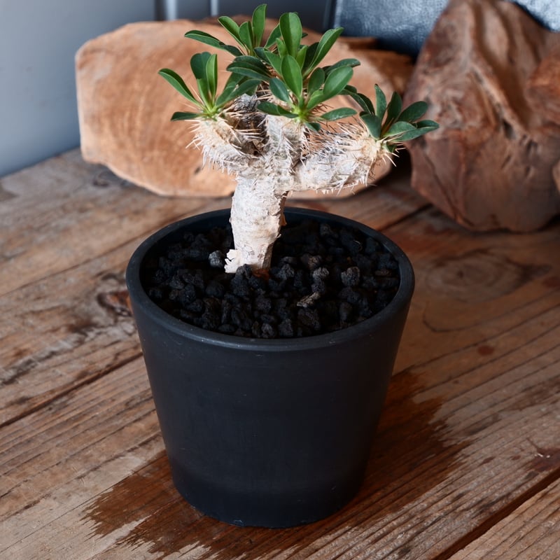 ユーフォルビア ギラウミニアナ 輸入株［No.47］ 4号鉢 | Botanical Holic