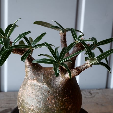 グラキリス φ9.5cm - 象牙宮 - ［No.40］  ×   沼野秀章 作「 black wrap 」3号 植木鉢 笠間焼