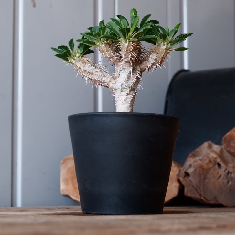 大株☆ユーフォルビア　ギラウミニアナ ユーフォルビア・ギラウミニアナ / 盆栽、多肉植物、塊根植物