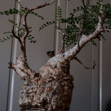 オペルクリカリア パキプス φ 9.5cm［No.6］  × 沖誠 作「Bark / upper spread」 3号 植木鉢 笠間焼