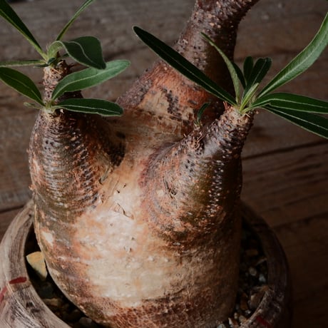 グラキリス φ7.5cm - 象牙宮 -［No.70］  ×   沼野秀章 作「 刻ム音 」3号 植木鉢 笠間焼