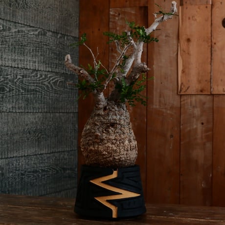 オペルクリカリア パキプス φ12cm［No.14］  ×   根本峻吾 作 S.N POT type.cylinder「 雷電 」limited color - Ocher - 4号 植木鉢