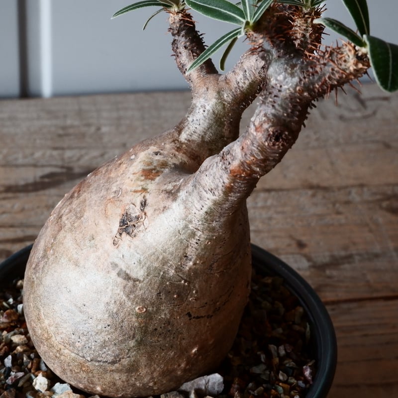 グラキリス φ8.5cm - 象牙宮-［No.54］× 森田昌求 作【 CLAW - BORD