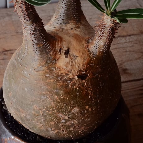 グラキリス φ10cm - 象牙宮 -［No.100］  × 磯部祐介 作「 円 - en - "闇落ち "」3.5号 植木鉢 笠間焼